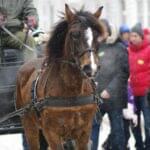 hest_luke 16