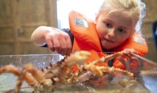 Odderøya museumshavn - krabber