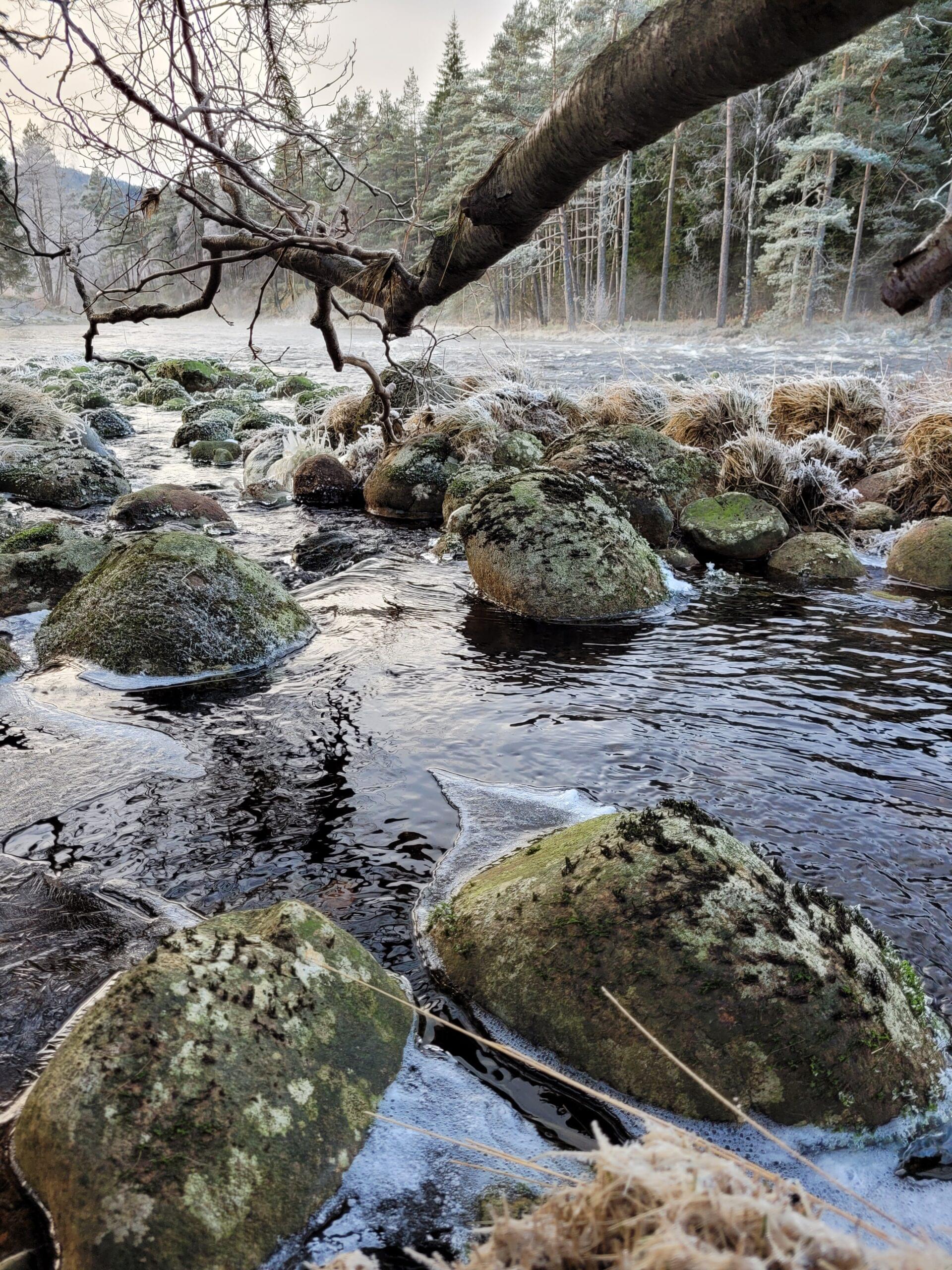 Natur på Tingvatn.