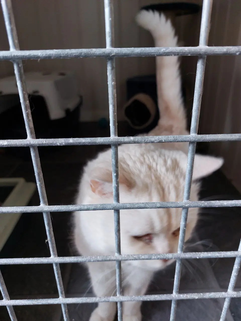 Katt i kennel i Norge