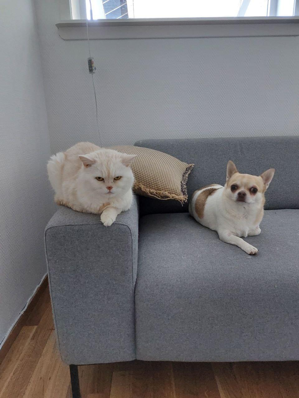 Hund og katt slapper av sammen på sofaen