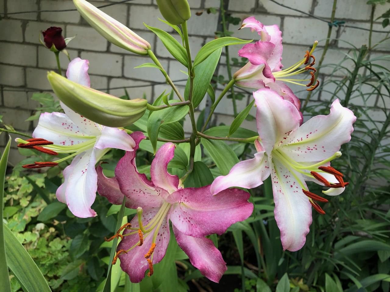 Nærbilde av rosa liljer i blomst