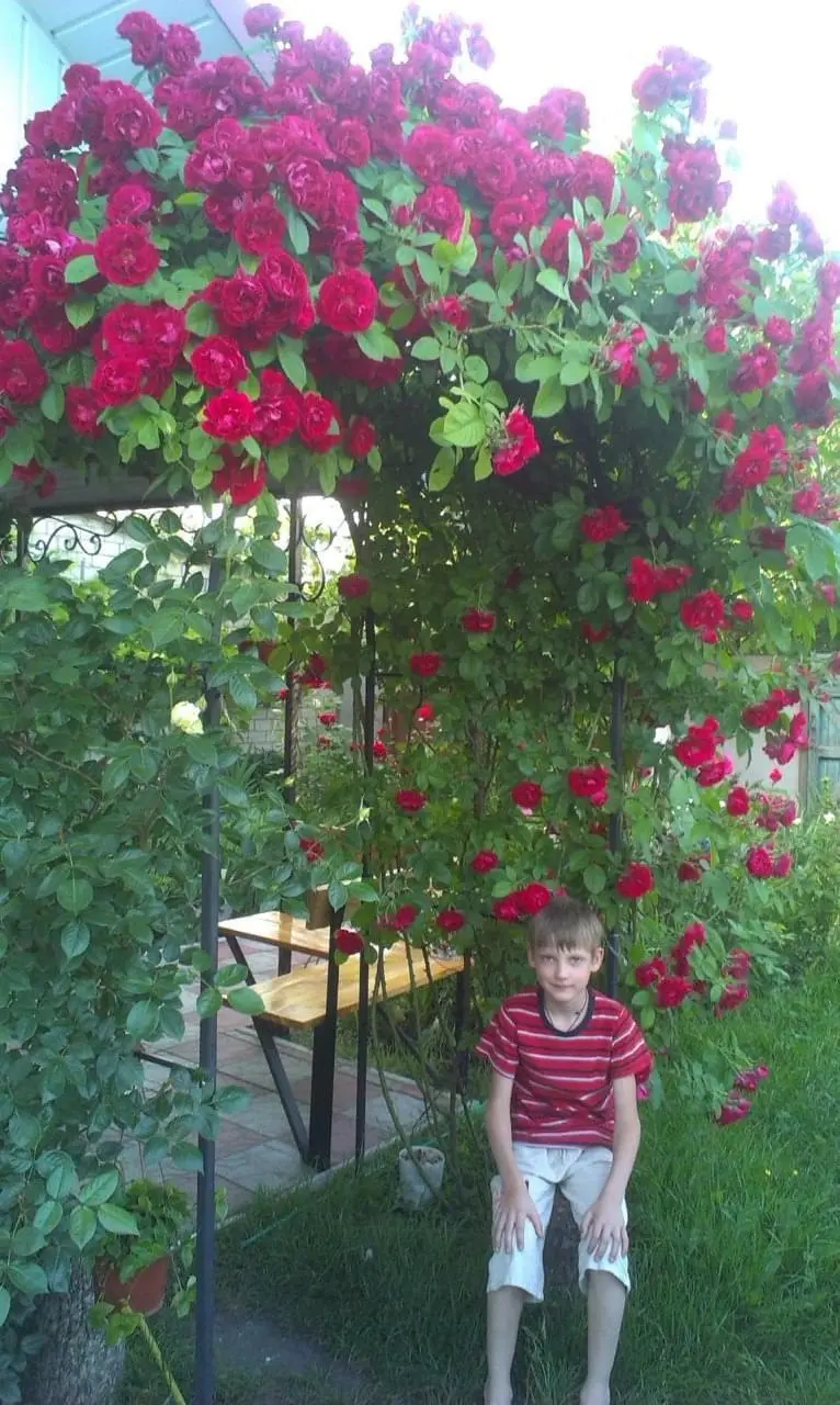 Gutt mellom frodige blomsterranker