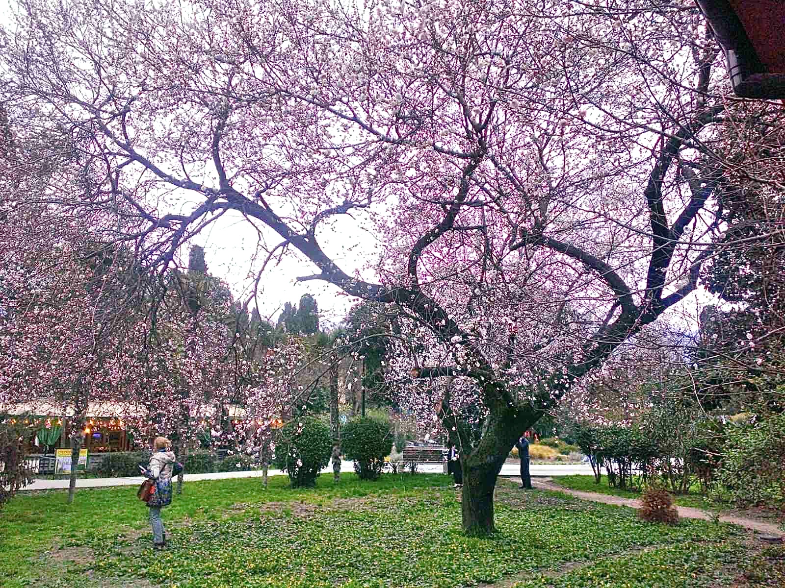 Kirsebærtre som blomstrer i Jalta på Krim