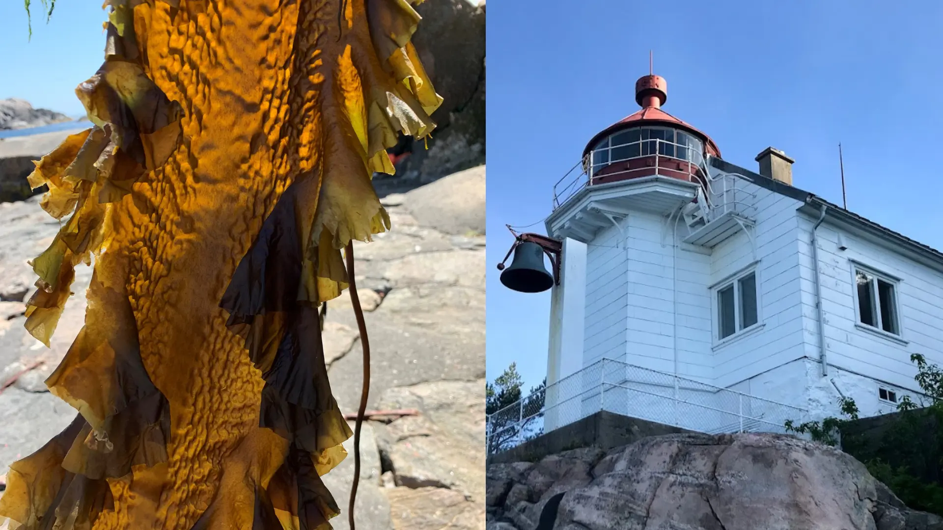 Odderøya fyr og tang.