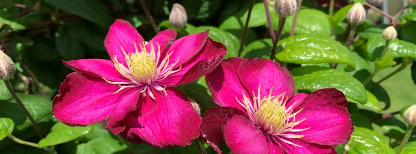 Oldemors hage blomst.