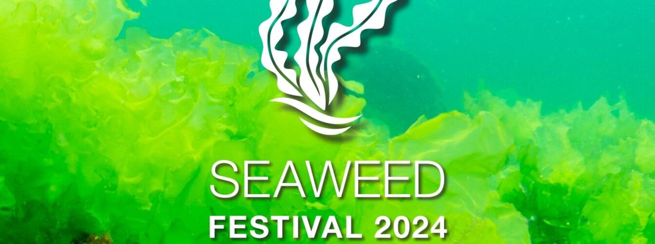 Seaweed festivalen 2024 logo.